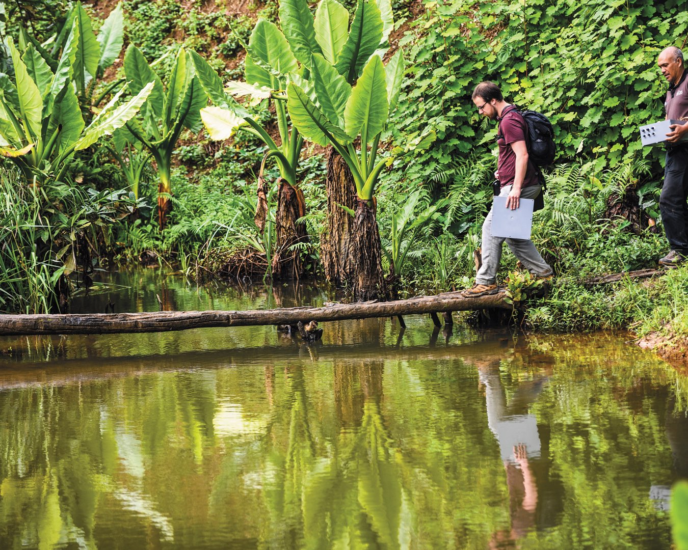 Surrounded by greenery and ferns, a male student and a CRS partner in Madagascar walk across a log over a body of water